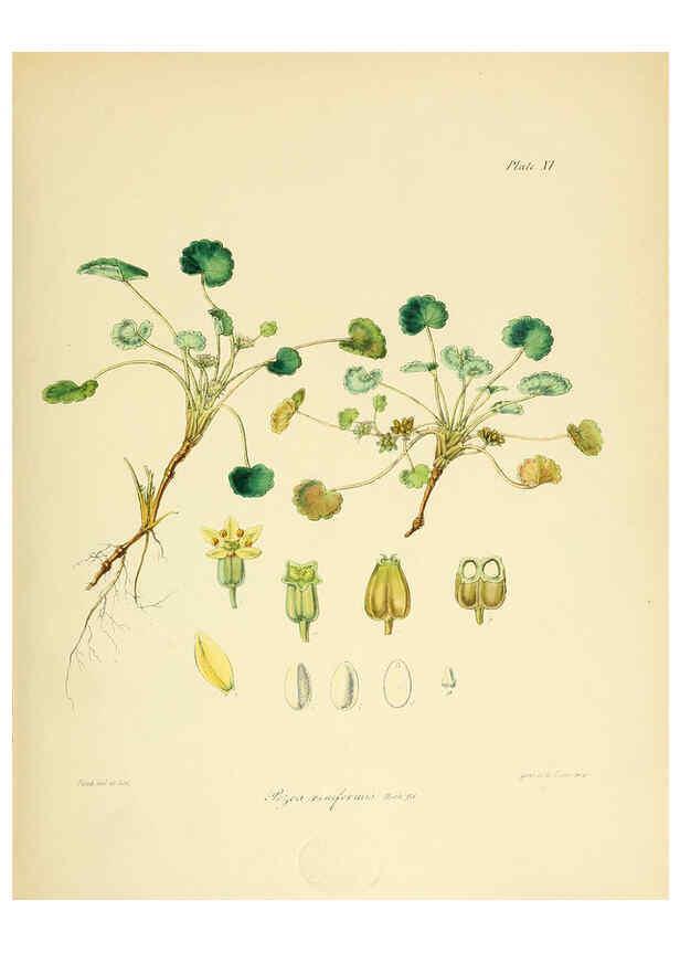 Reproducción/Reproduction 6302938518: The botany of the Antarctic voyage of H.M. discovery ships Erebus and Terror in the Years 1839-1843. v.1. plates London :Reeve Brothers,1844-60