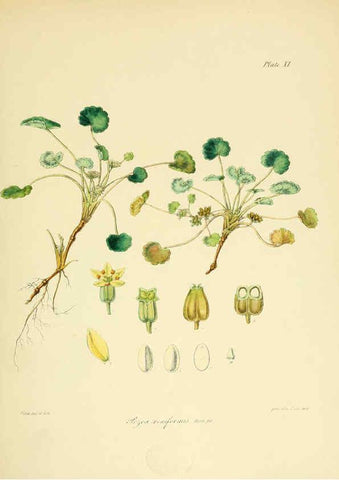 Reproducción/Reproduction 6302938518: The botany of the Antarctic voyage of H.M. discovery ships Erebus and Terror in the Years 1839-1843. v.1. plates London :Reeve Brothers,1844-60