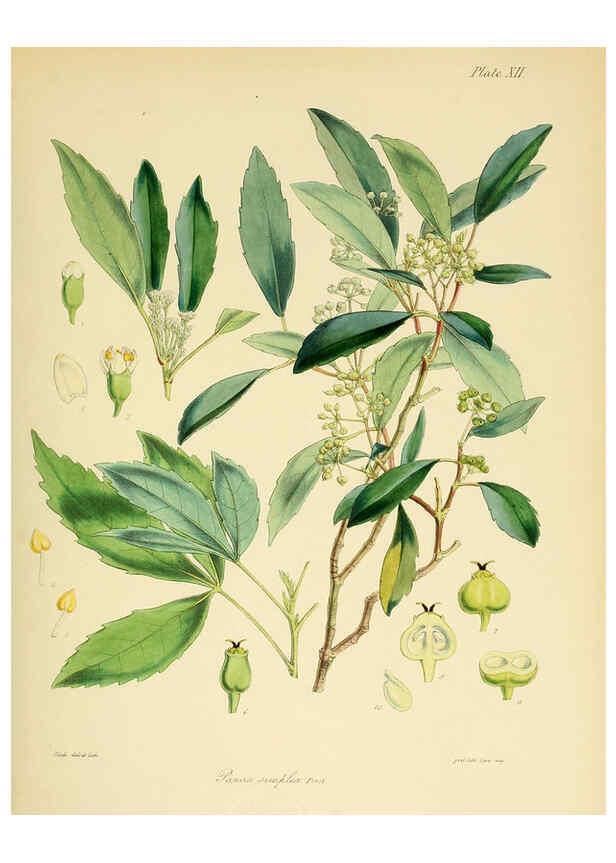 Reproducción/Reproduction 6302412643: The botany of the Antarctic voyage of H.M. discovery ships Erebus and Terror in the Years 1839-1843. v.1. plates London :Reeve Brothers,1844-60