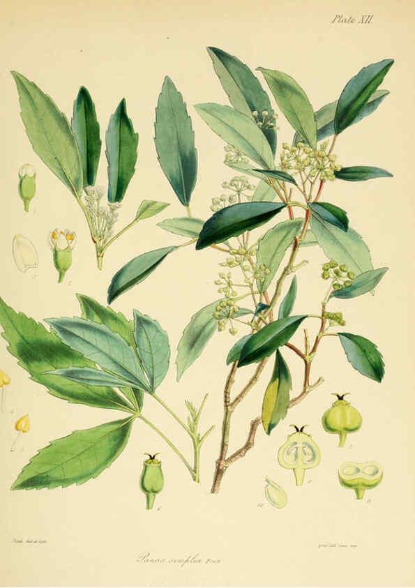 Reproducción/Reproduction 6302412643: The botany of the Antarctic voyage of H.M. discovery ships Erebus and Terror in the Years 1839-1843. v.1. plates London :Reeve Brothers,1844-60