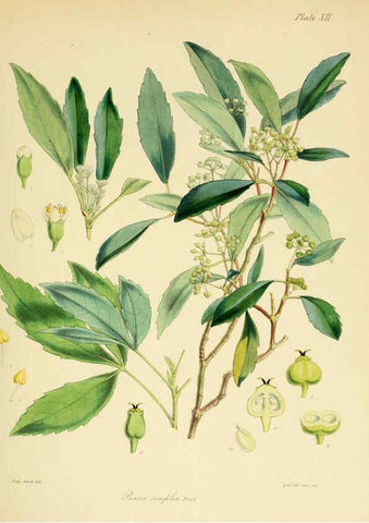 Reproducción/Reproduction 6302412643: The botany of the Antarctic voyage of H.M. discovery ships Erebus and Terror in the Years 1839-1843. v.1. plates London :Reeve Brothers,1844-60