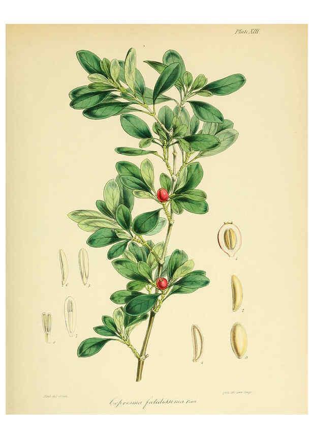 Reproducción/Reproduction 6302939006: The botany of the Antarctic voyage of H.M. discovery ships Erebus and Terror in the Years 1839-1843. v.1. plates London :Reeve Brothers,1844-60