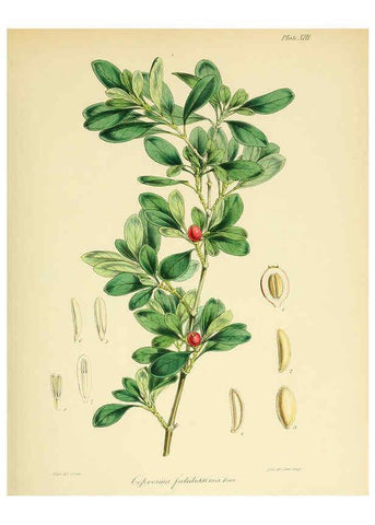 Reproducción/Reproduction 6302939006: The botany of the Antarctic voyage of H.M. discovery ships Erebus and Terror in the Years 1839-1843. v.1. plates London :Reeve Brothers,1844-60