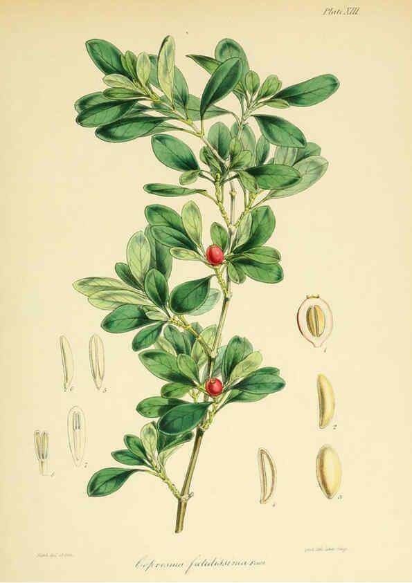 Reproducción/Reproduction 6302939006: The botany of the Antarctic voyage of H.M. discovery ships Erebus and Terror in the Years 1839-1843. v.1. plates London :Reeve Brothers,1844-60