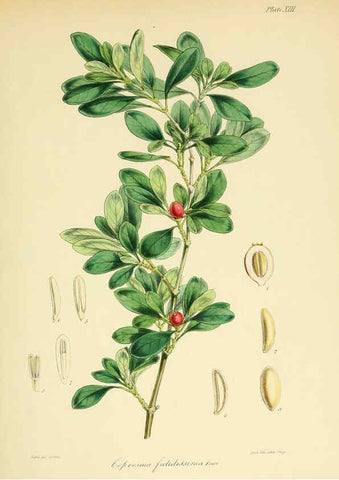 Reproducción/Reproduction 6302939006: The botany of the Antarctic voyage of H.M. discovery ships Erebus and Terror in the Years 1839-1843. v.1. plates London :Reeve Brothers,1844-60
