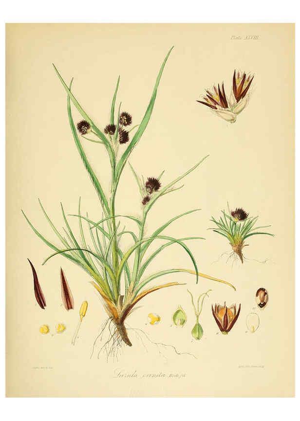 Reproducción/Reproduction 6302420193: The botany of the Antarctic voyage of H.M. discovery ships Erebus and Terror in the Years 1839-1843. v.1. plates London :Reeve Brothers,1844-60