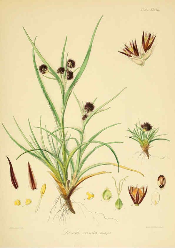Reproducción/Reproduction 6302420193: The botany of the Antarctic voyage of H.M. discovery ships Erebus and Terror in the Years 1839-1843. v.1. plates London :Reeve Brothers,1844-60