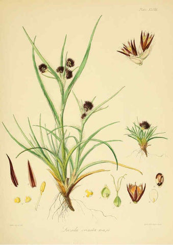 Reproducción/Reproduction 6302420193: The botany of the Antarctic voyage of H.M. discovery ships Erebus and Terror in the Years 1839-1843. v.1. plates London :Reeve Brothers,1844-60