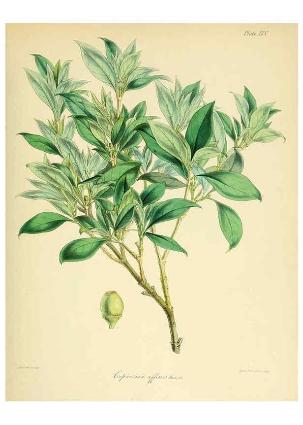 Reproducción/Reproduction 6302939330: The botany of the Antarctic voyage of H.M. discovery ships Erebus and Terror in the Years 1839-1843. v.1. plates London :Reeve Brothers,1844-60