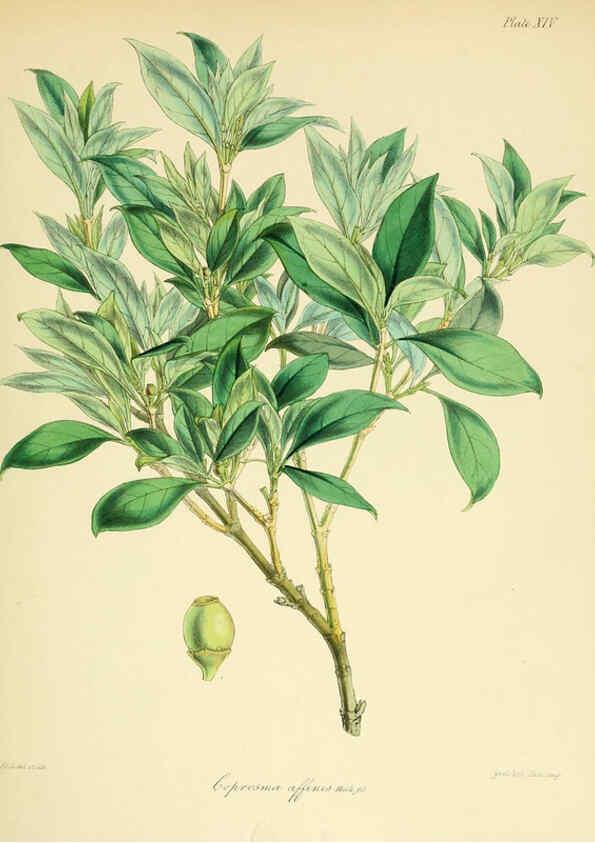 Reproducción/Reproduction 6302939330: The botany of the Antarctic voyage of H.M. discovery ships Erebus and Terror in the Years 1839-1843. v.1. plates London :Reeve Brothers,1844-60