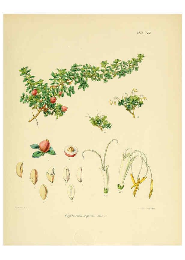Reproducción/Reproduction 6302939824: The botany of the Antarctic voyage of H.M. discovery ships Erebus and Terror in the Years 1839-1843. v.1. plates London :Reeve Brothers,1844-60