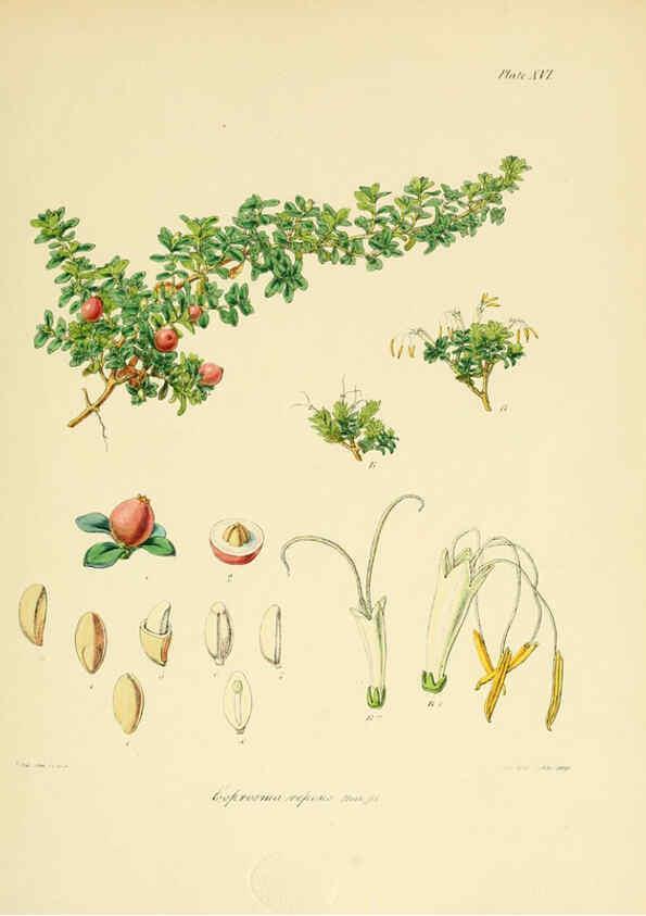 Reproducción/Reproduction 6302939824: The botany of the Antarctic voyage of H.M. discovery ships Erebus and Terror in the Years 1839-1843. v.1. plates London :Reeve Brothers,1844-60