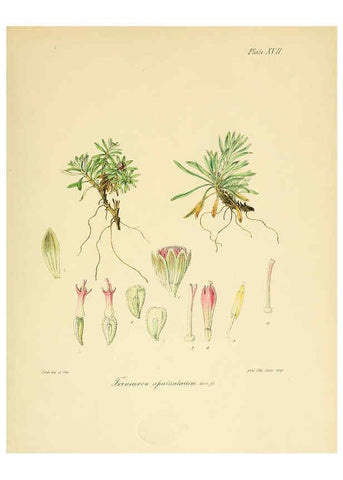 Reproducción/Reproduction 6302940048: The botany of the Antarctic voyage of H.M. discovery ships Erebus and Terror in the Years 1839-1843. v.1. plates London :Reeve Brothers,1844-60