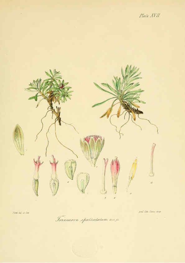 Reproducción/Reproduction 6302940048: The botany of the Antarctic voyage of H.M. discovery ships Erebus and Terror in the Years 1839-1843. v.1. plates London :Reeve Brothers,1844-60