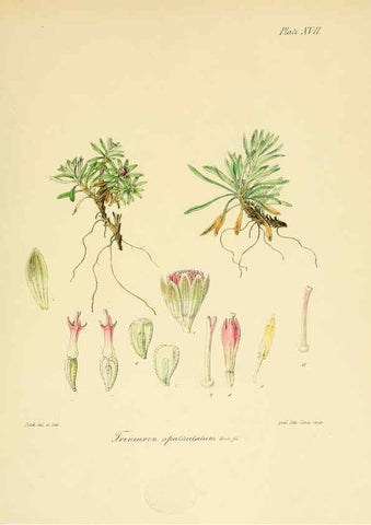 Reproducción/Reproduction 6302940048: The botany of the Antarctic voyage of H.M. discovery ships Erebus and Terror in the Years 1839-1843. v.1. plates London :Reeve Brothers,1844-60