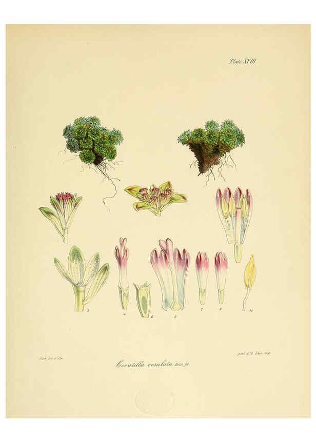 Reproducción/Reproduction 6302414155: The botany of the Antarctic voyage of H.M. discovery ships Erebus and Terror in the Years 1839-1843. v.1. plates London :Reeve Brothers,1844-60