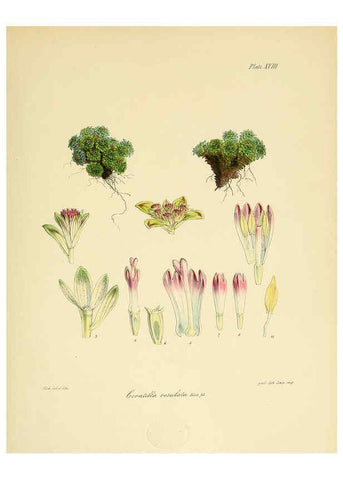 Reproducción/Reproduction 6302414155: The botany of the Antarctic voyage of H.M. discovery ships Erebus and Terror in the Years 1839-1843. v.1. plates London :Reeve Brothers,1844-60