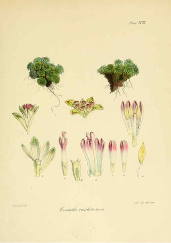 Reproducción/Reproduction 6302414155: The botany of the Antarctic voyage of H.M. discovery ships Erebus and Terror in the Years 1839-1843. v.1. plates London :Reeve Brothers,1844-60