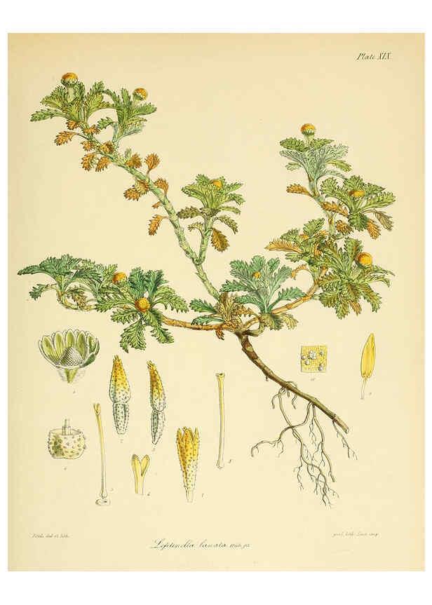 Reproducción/Reproduction 6302940488: The botany of the Antarctic voyage of H.M. discovery ships Erebus and Terror in the Years 1839-1843. v.1. plates London :Reeve Brothers,1844-60
