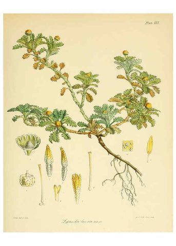 Reproducción/Reproduction 6302940488: The botany of the Antarctic voyage of H.M. discovery ships Erebus and Terror in the Years 1839-1843. v.1. plates London :Reeve Brothers,1844-60