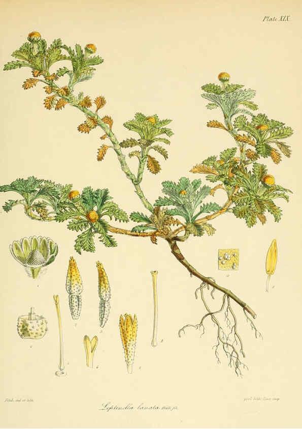 Reproducción/Reproduction 6302940488: The botany of the Antarctic voyage of H.M. discovery ships Erebus and Terror in the Years 1839-1843. v.1. plates London :Reeve Brothers,1844-60