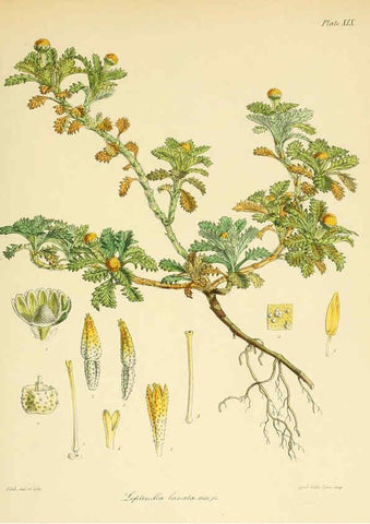 Reproducción/Reproduction 6302940488: The botany of the Antarctic voyage of H.M. discovery ships Erebus and Terror in the Years 1839-1843. v.1. plates London :Reeve Brothers,1844-60