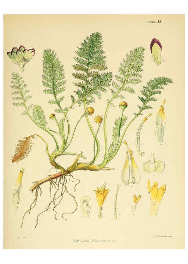 Reproducción/Reproduction 6302940704: The botany of the Antarctic voyage of H.M. discovery ships Erebus and Terror in the Years 1839-1843. v.1. plates London :Reeve Brothers,1844-60