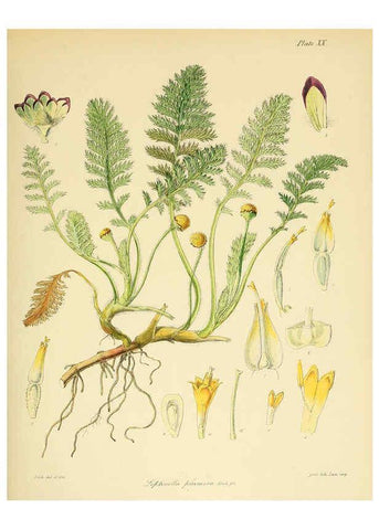Reproducción/Reproduction 6302940704: The botany of the Antarctic voyage of H.M. discovery ships Erebus and Terror in the Years 1839-1843. v.1. plates London :Reeve Brothers,1844-60