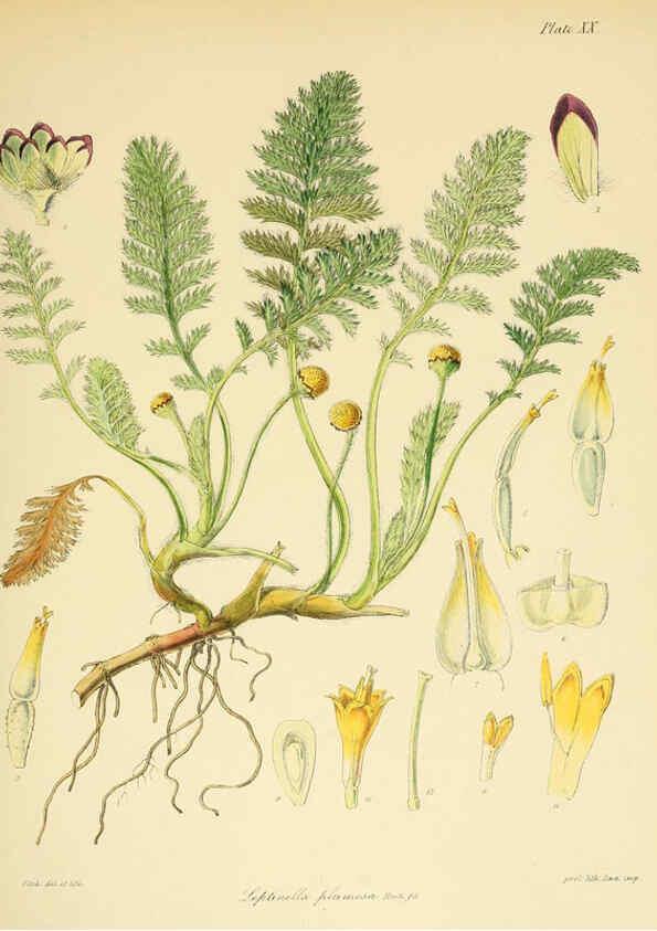 Reproducción/Reproduction 6302940704: The botany of the Antarctic voyage of H.M. discovery ships Erebus and Terror in the Years 1839-1843. v.1. plates London :Reeve Brothers,1844-60