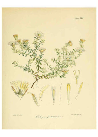 Reproducción/Reproduction 6302414863: The botany of the Antarctic voyage of H.M. discovery ships Erebus and Terror in the Years 1839-1843. v.1. plates London :Reeve Brothers,1844-60