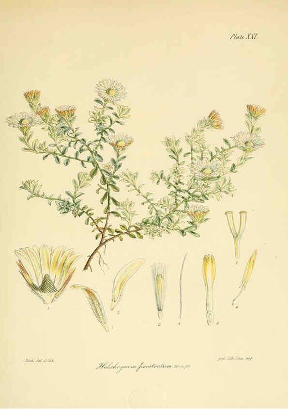Reproducción/Reproduction 6302414863: The botany of the Antarctic voyage of H.M. discovery ships Erebus and Terror in the Years 1839-1843. v.1. plates London :Reeve Brothers,1844-60