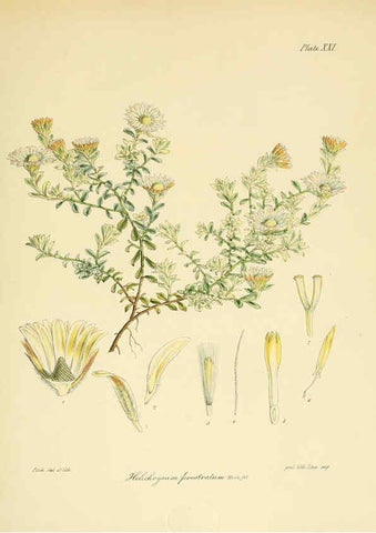 Reproducción/Reproduction 6302414863: The botany of the Antarctic voyage of H.M. discovery ships Erebus and Terror in the Years 1839-1843. v.1. plates London :Reeve Brothers,1844-60