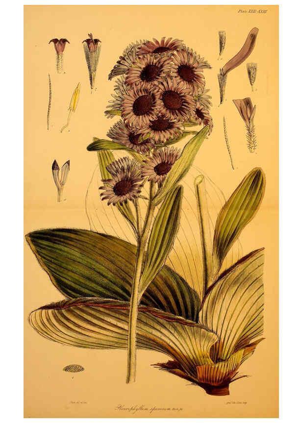 Reproducción/Reproduction 6302415107: The botany of the Antarctic voyage of H.M. discovery ships Erebus and Terror in the Years 1839-1843. v.1. plates London :Reeve Brothers,1844-60