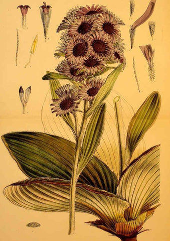 Reproducción/Reproduction 6302415107: The botany of the Antarctic voyage of H.M. discovery ships Erebus and Terror in the Years 1839-1843. v.1. plates London :Reeve Brothers,1844-60