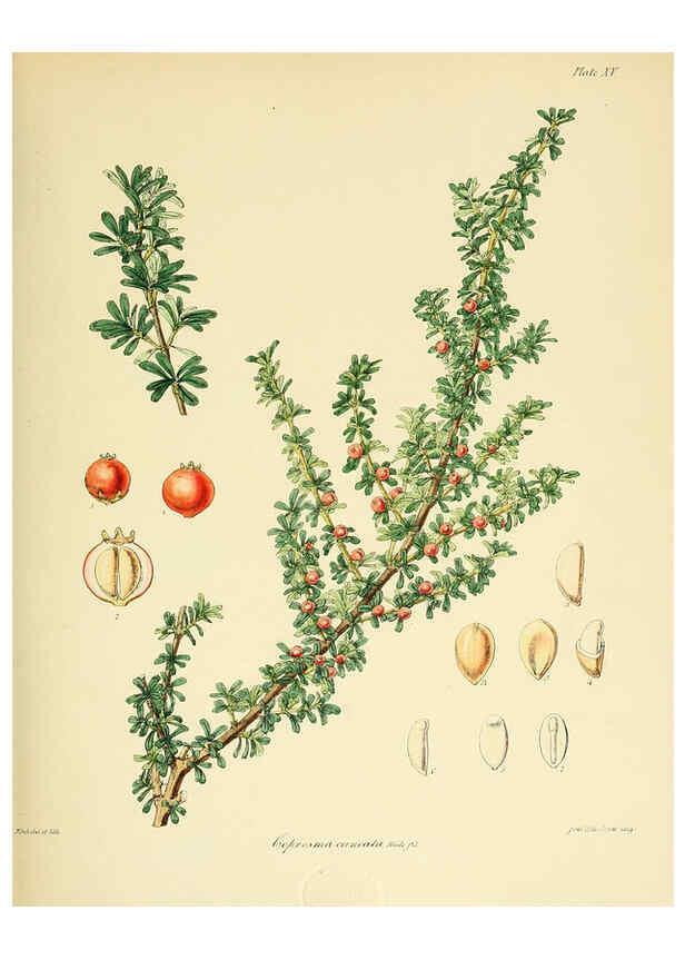 Reproducción/Reproduction 6302413409: The botany of the Antarctic voyage of H.M. discovery ships Erebus and Terror in the Years 1839-1843. v.1. plates London :Reeve Brothers,1844-60