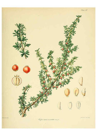 Reproducción/Reproduction 6302413409: The botany of the Antarctic voyage of H.M. discovery ships Erebus and Terror in the Years 1839-1843. v.1. plates London :Reeve Brothers,1844-60