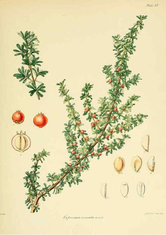 Reproducción/Reproduction 6302413409: The botany of the Antarctic voyage of H.M. discovery ships Erebus and Terror in the Years 1839-1843. v.1. plates London :Reeve Brothers,1844-60