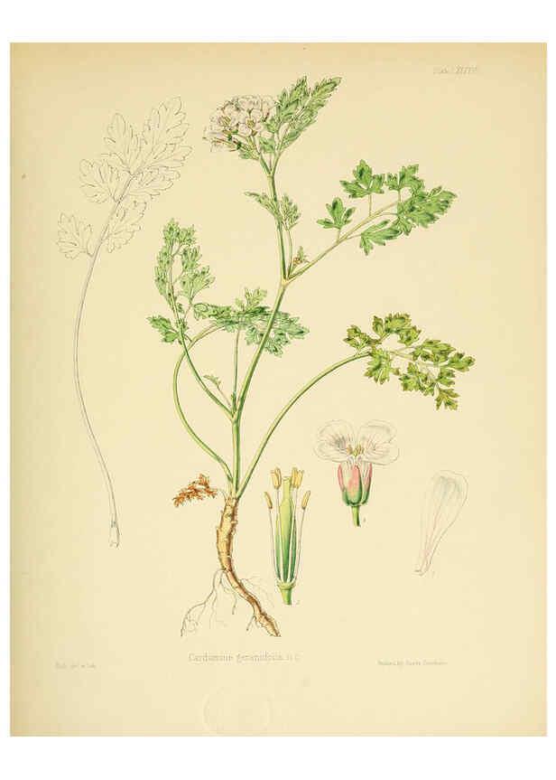 Reproducción/Reproduction 6302434325: The botany of the Antarctic voyage of H.M. discovery ships Erebus and Terror in the Years 1839-1843. v.1. plates London :Reeve Brothers,1844-60