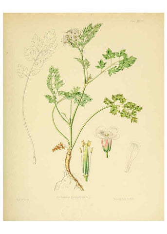 Reproducción/Reproduction 6302434325: The botany of the Antarctic voyage of H.M. discovery ships Erebus and Terror in the Years 1839-1843. v.1. plates London :Reeve Brothers,1844-60