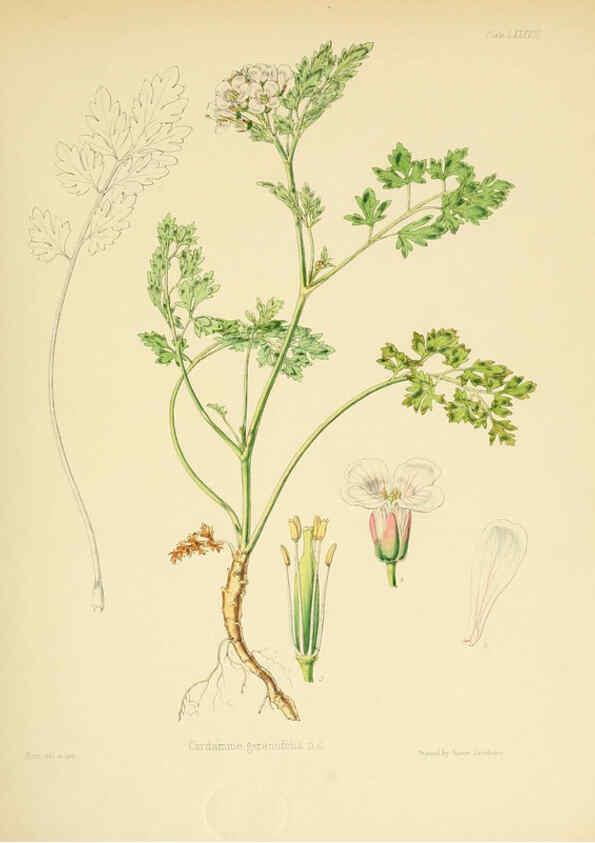 Reproducción/Reproduction 6302434325: The botany of the Antarctic voyage of H.M. discovery ships Erebus and Terror in the Years 1839-1843. v.1. plates London :Reeve Brothers,1844-60