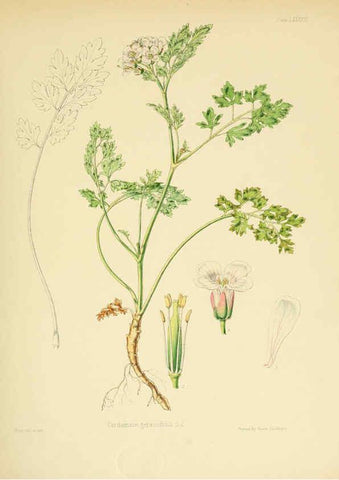 Reproducción/Reproduction 6302434325: The botany of the Antarctic voyage of H.M. discovery ships Erebus and Terror in the Years 1839-1843. v.1. plates London :Reeve Brothers,1844-60