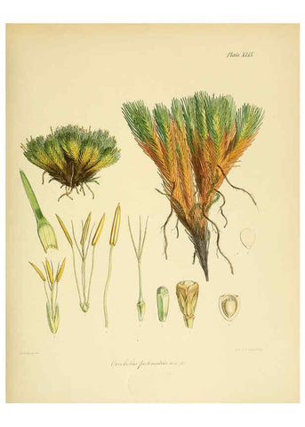 Reproducción/Reproduction 6302946468: The botany of the Antarctic voyage of H.M. discovery ships Erebus and Terror in the Years 1839-1843. v.1. plates London :Reeve Brothers,1844-60