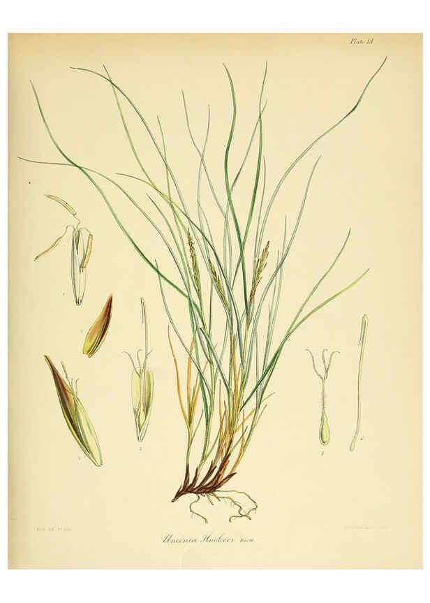 Reproducción/Reproduction 6302947028: The botany of the Antarctic voyage of H.M. discovery ships Erebus and Terror in the Years 1839-1843. v.1. plates London :Reeve Brothers,1844-60