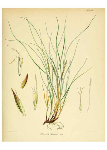 Reproducción/Reproduction 6302947028: The botany of the Antarctic voyage of H.M. discovery ships Erebus and Terror in the Years 1839-1843. v.1. plates London :Reeve Brothers,1844-60