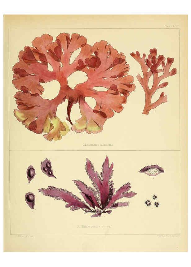 Reproducción/Reproduction 6302430283: The botany of the Antarctic voyage of H.M. discovery ships Erebus and Terror in the Years 1839-1843. v.1. plates London :Reeve Brothers,1844-60