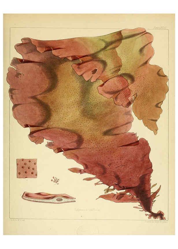 Reproducción/Reproduction 6302956416: The botany of the Antarctic voyage of H.M. discovery ships Erebus and Terror in the Years 1839-1843. v.1. plates London :Reeve Brothers,1844-60