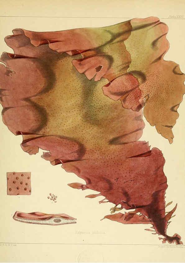 Reproducción/Reproduction 6302956416: The botany of the Antarctic voyage of H.M. discovery ships Erebus and Terror in the Years 1839-1843. v.1. plates London :Reeve Brothers,1844-60