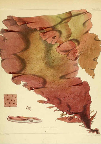 Reproducción/Reproduction 6302956416: The botany of the Antarctic voyage of H.M. discovery ships Erebus and Terror in the Years 1839-1843. v.1. plates London :Reeve Brothers,1844-60
