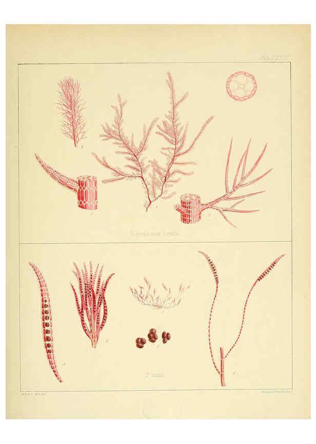 Reproducción/Reproduction 6302956632: The botany of the Antarctic voyage of H.M. discovery ships Erebus and Terror in the Years 1839-1843. v.1. plates London :Reeve Brothers,1844-60