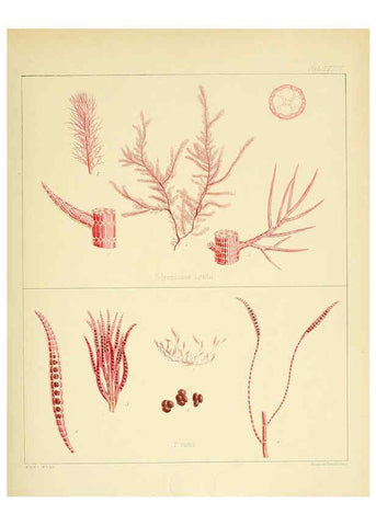 Reproducción/Reproduction 6302956632: The botany of the Antarctic voyage of H.M. discovery ships Erebus and Terror in the Years 1839-1843. v.1. plates London :Reeve Brothers,1844-60